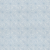 Coral Haze