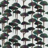 Umbrella Pine
