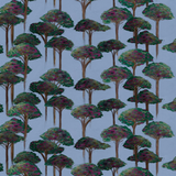 Umbrella Pine