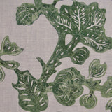 Fruiting Fig on Oatmeal