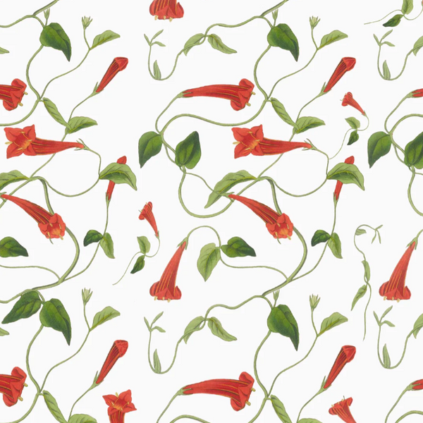 Firecracker Flower Wallpaper
