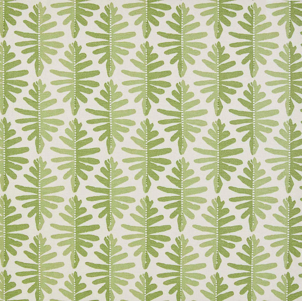 Wild Fern