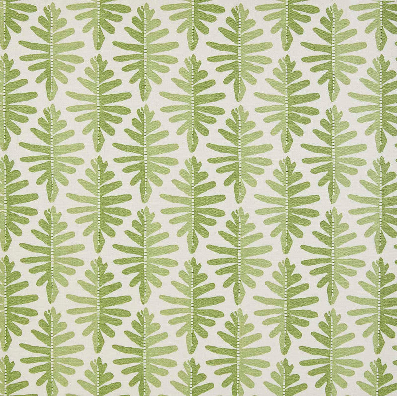 Wild Fern
